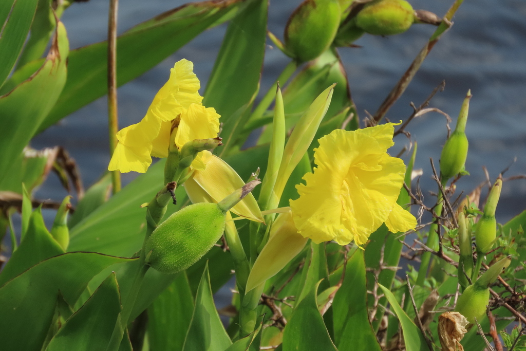 Golden Canna