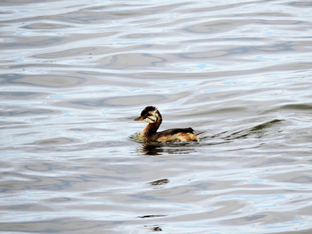 White-tufted Grebe from RP18, Atreucó, La Pampa, Argentina on April 09 ...