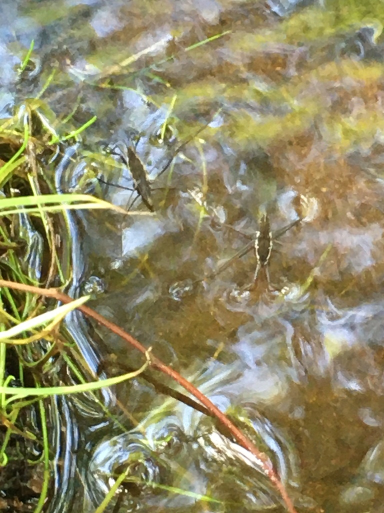Common Water Strider from Agassiz Ave, Belmont, MA, US on July 23, 2023