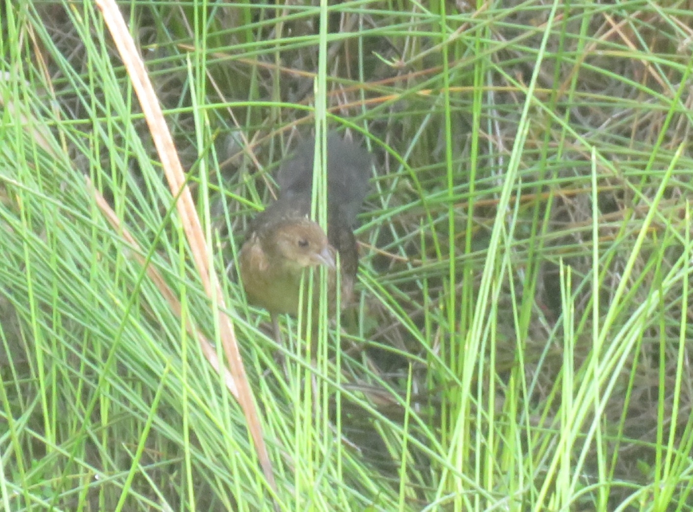 Red-chested Flufftail (Sarothrura rufa), photo 9