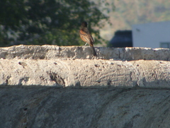 Icterus spurius