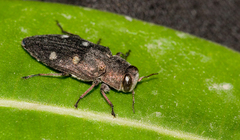 Chrysobothris affinis