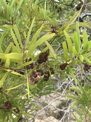 Acacia spirorbis