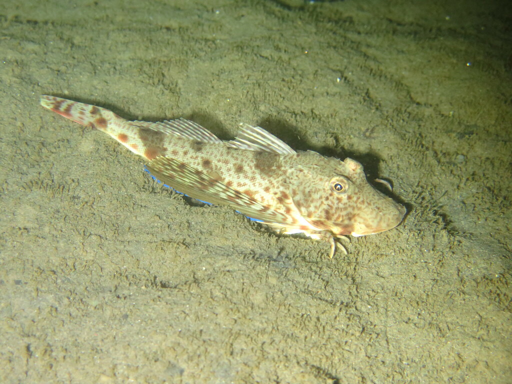 Bluewing Searobin