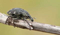 Larinus onopordi