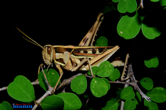 Cyrtacanthacris tatarica