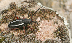Dorcadion pilosipenne