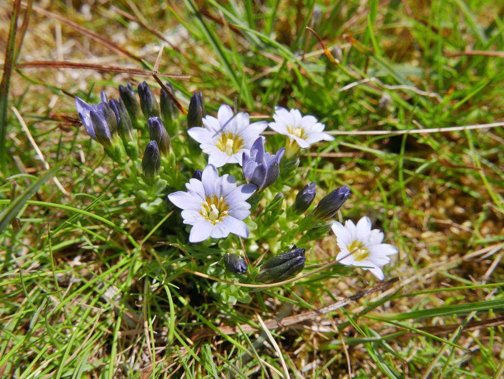 Gentiana boryi