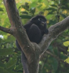 Trachypithecus obscurus carbo