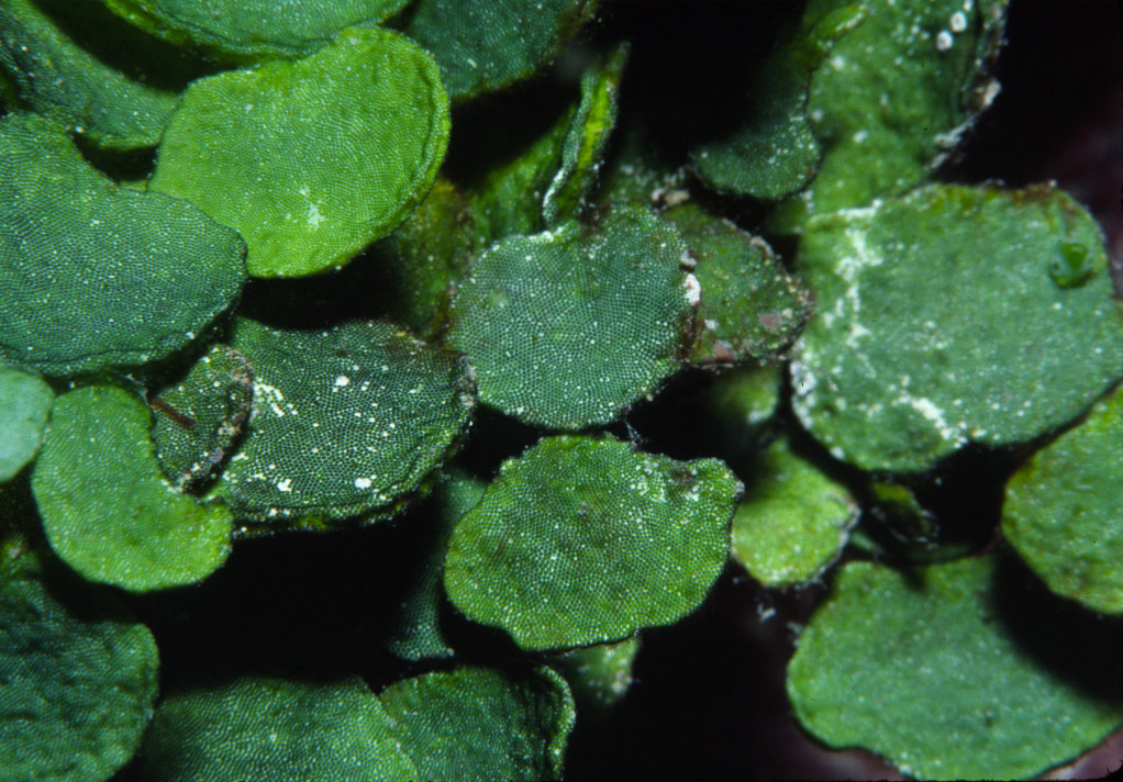 Halimeda opuntia