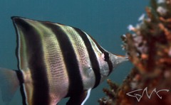 Chelmonops truncatus