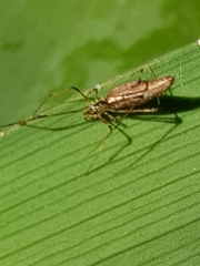 Rhomphaea urquharti