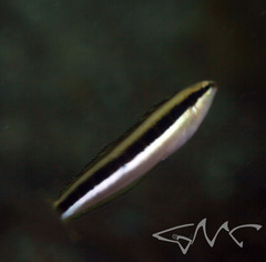 Aspidontus dussumieri