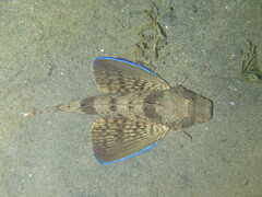 Bluewing Searobin photo 3