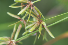 Cyperus ochraceus