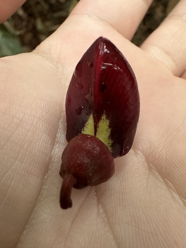 Image of Adinobotrys atropurpureus by (c) scallions, some rights reserved (CC BY)