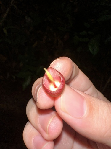 Image of Adinobotrys atropurpureus by (c) scallions, some rights reserved (CC BY)