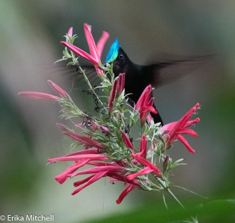 Dianthera Secunda From Les Anses Darlets Le Marin Martinique On