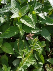 Taractrocera ardonia