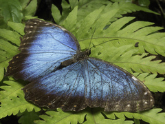 Morpho helenor montezuma