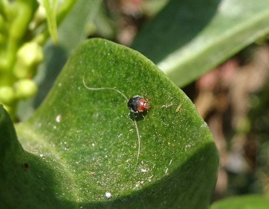 Scymnus bicolor