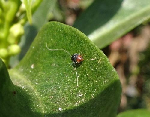 Scymnus bicolor