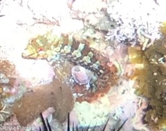 Malacoctenus triangulatus