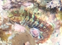 Malacoctenus triangulatus