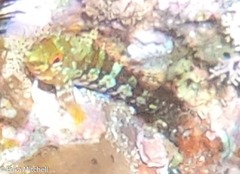 Malacoctenus triangulatus