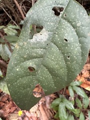 Scaphium affine, photograph scallions, CC BY, iNaturalist via GBIF