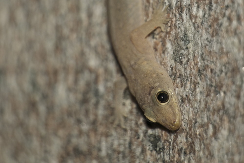 Hemidactylus bowringii