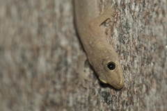Asian Smooth Gecko photo 4