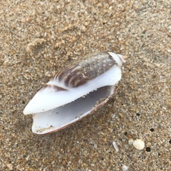 Agaronia gibbosa