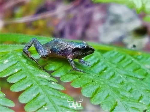Smith's Pygmy Robber Frog