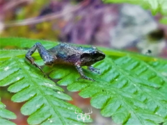 Craugastor hobartsmithi