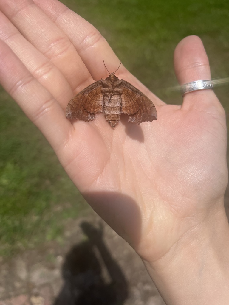 Walnut Sphinx from Ironwood Trail, Columbia, VA, US on July 23, 2023 at ...