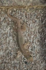 Asian Smooth Gecko photo 3