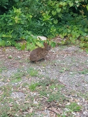 Sylvilagus palustris