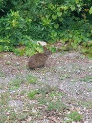 Sylvilagus palustris