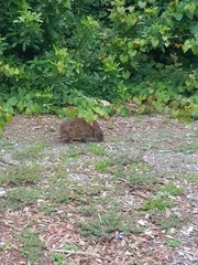 Sylvilagus palustris