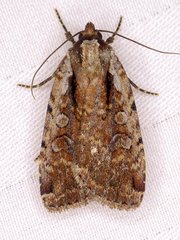 Eueretagrotis attentus