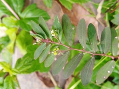 Image of Euphorbia hypericifolia