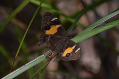 Tisiphone abeona aurelia