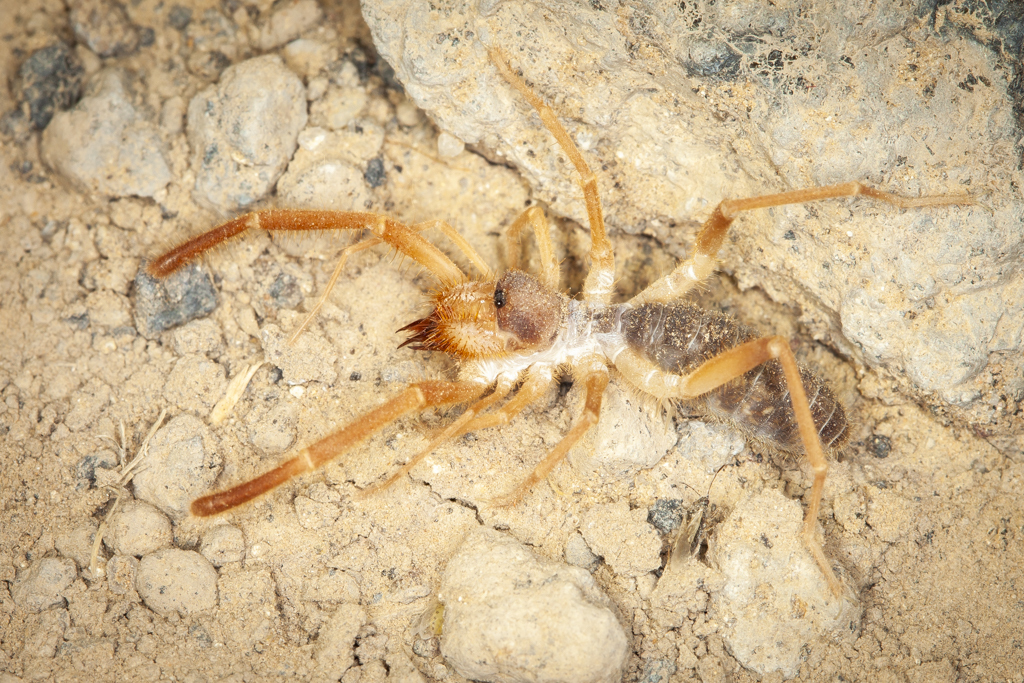 Eremobates pallipes from Paul Bunyan's Wood Pile Trailhead, Juab County ...