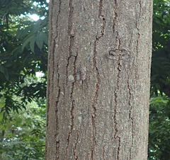 Dundubia