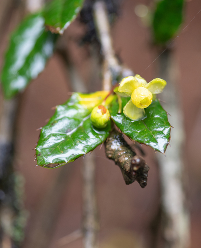 Berberis hookeri