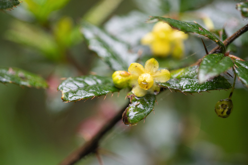 Berberis hookeri, photograph 1