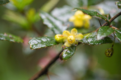 Berberis hookeri, photograph Morten Ross, CC BY, iNaturalist via GBIF