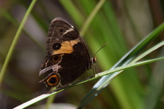 Tisiphone abeona aurelia