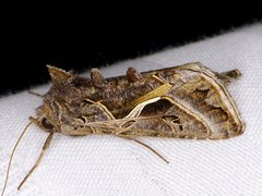 Autographa flagellum